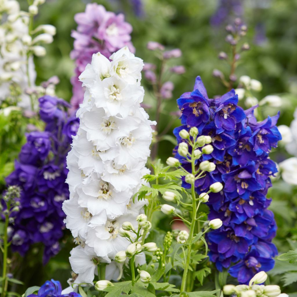 Delphinium Plant