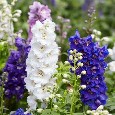 Delphinium Flowers