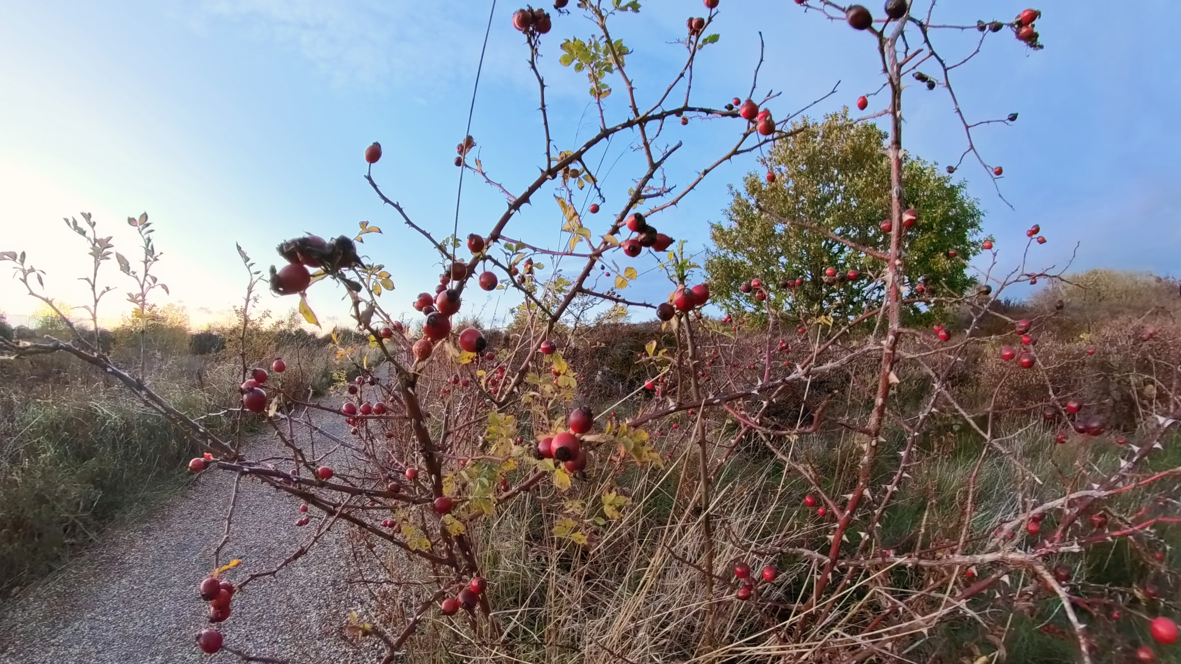 Outdoor 360-degree photos taken with the Insta360 X5 and X4 Air cameras