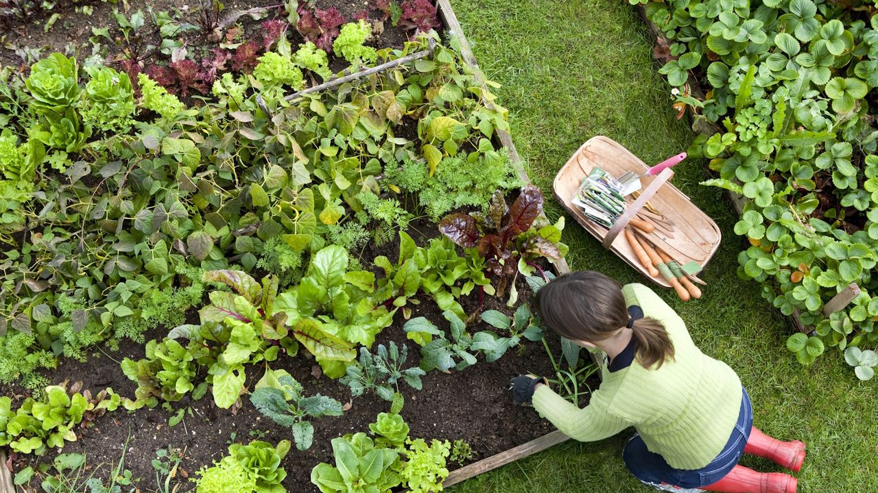 Overhead Shot of Woman Digging in a Vegetable Garden