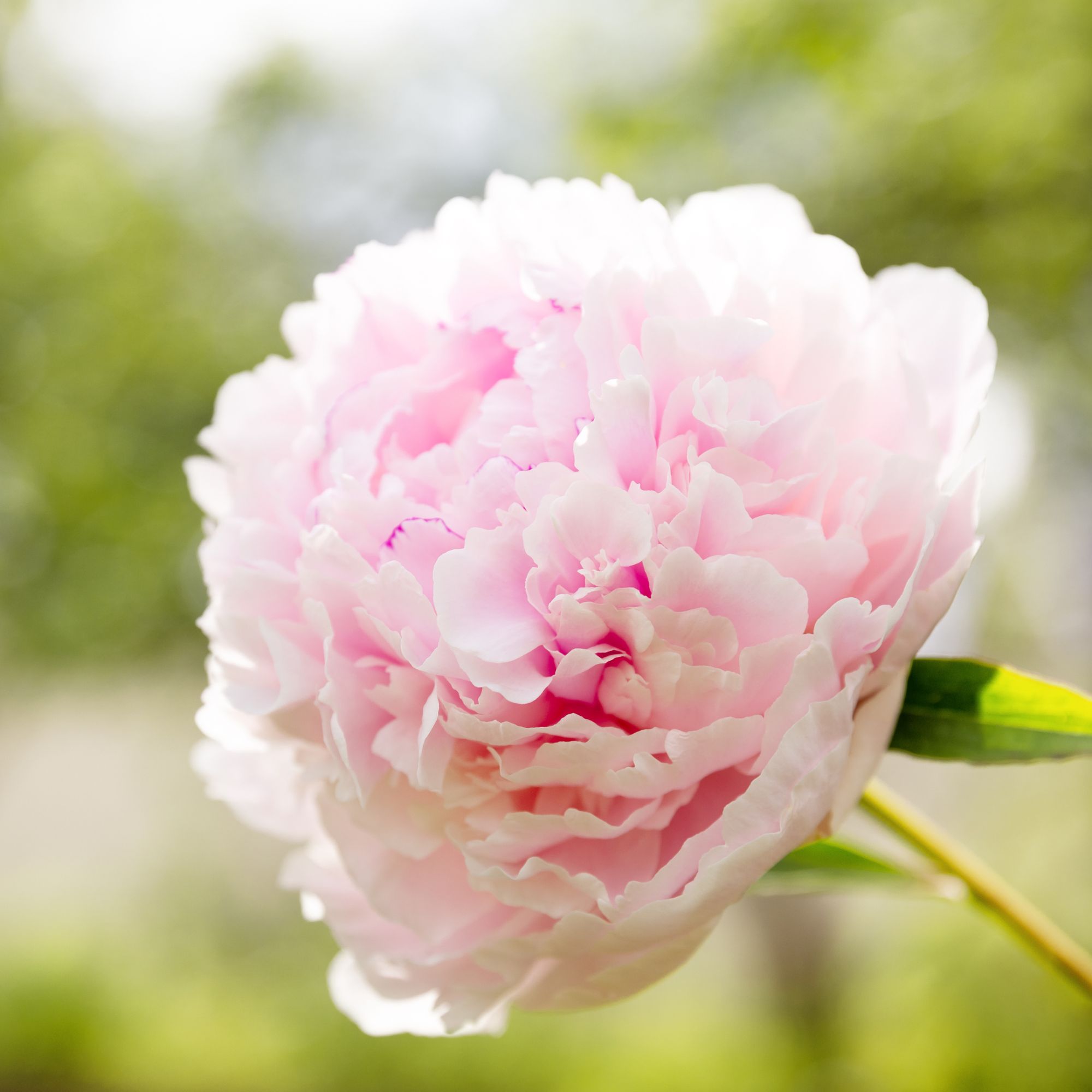 One large pale pink peony flower of the variety Sarah Bernhardt