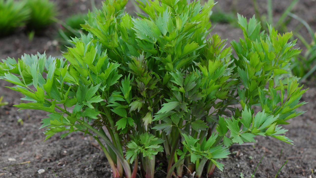 Lovage growing in a garden