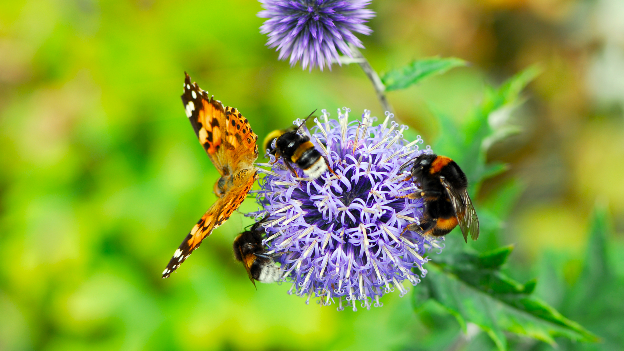 butterfly and three bumblebees feeding on nectar from a purple echinops ritro flower