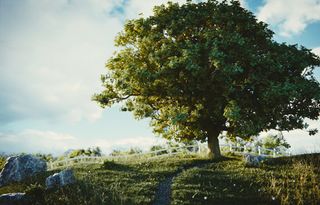 Realistic 3D trees