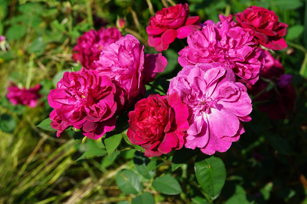 Sony FE 85mm F1.4 GM II