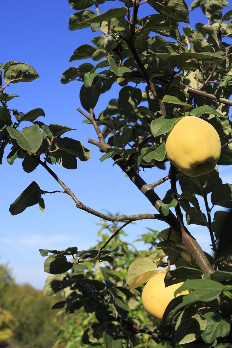 Fruit Tree Quince Pruning When And How To Prune A Quince Tree