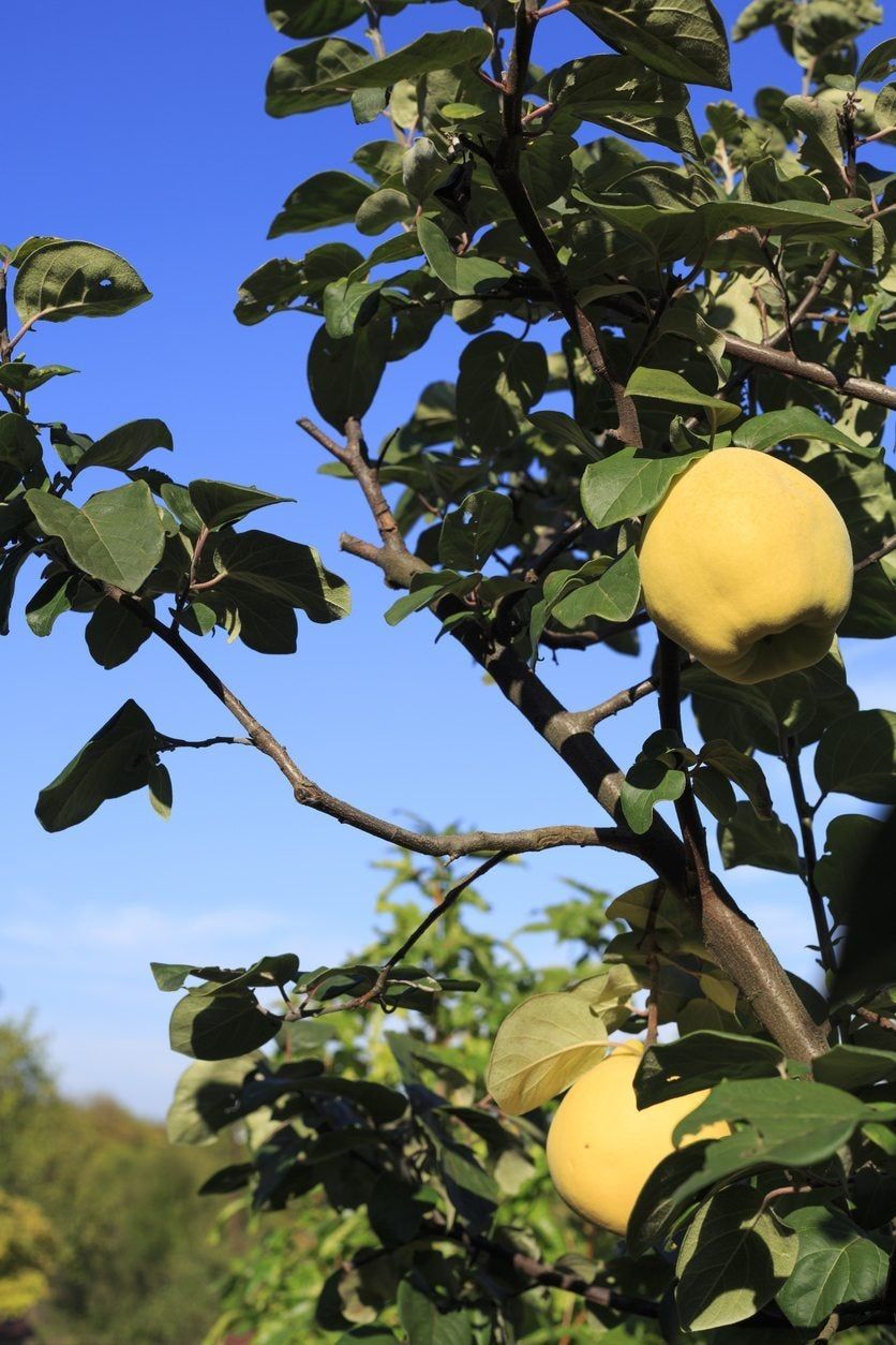 quince pruning