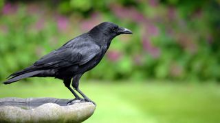 Large adult carrion crow (Corvus corone) standing on a stone garden birdbath.