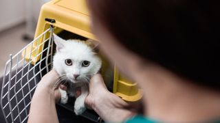 How to get a scared cat to the vet 