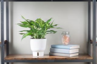 Baltic blue pothos in a pot