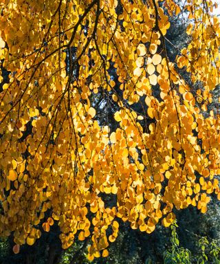 yellow autumn leaves of katsura tree