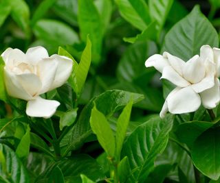 two gardenia flowers on plant