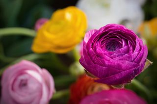 Ranunculus asiaticus or Persian buttercup bright ultra violet flower with pink and yellow ranunculus blooms blurred in the background