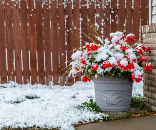 geranium in container covered in snow