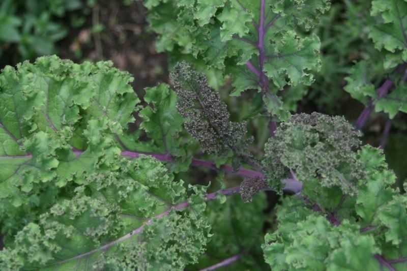 Grow Kale Plants In Your Garden Gardening Know How