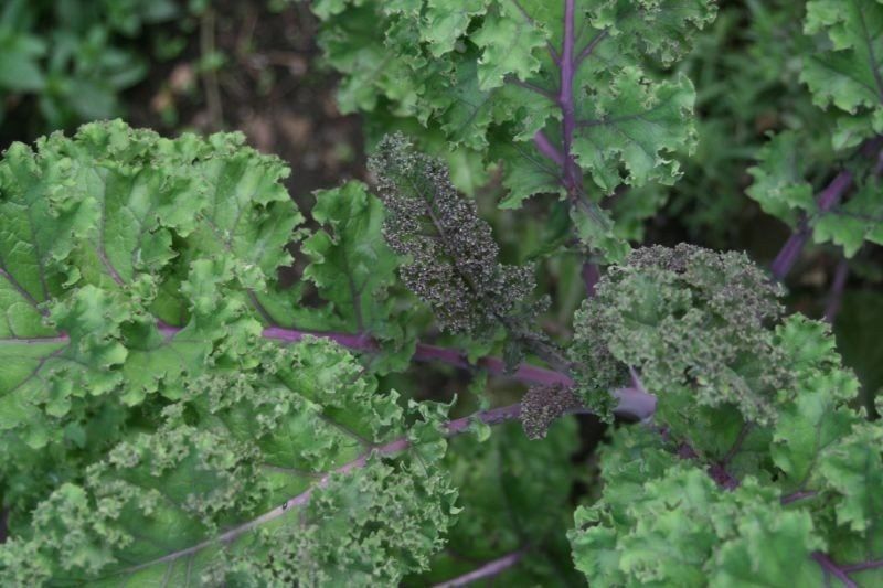 Kale Plant