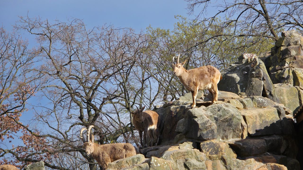 A selection of photos of animals taken at Berlin Zoo on the iPhone 16 Pro Max and Samsung Galaxy S25 Ultra