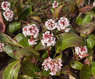 bergenia ‘Britten’ flowering in shade