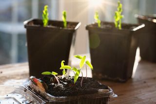 Seedlings growing in plastic pots