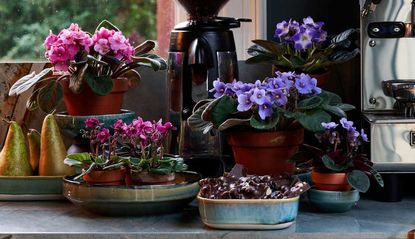 african violets in a pot