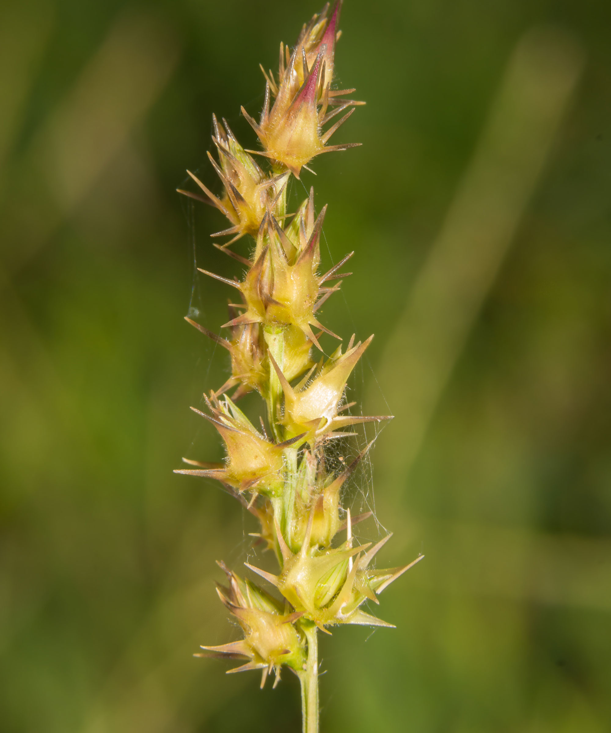 sandbur weed with large spiky seed head