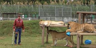 Joe Exotic with Lions Tigers and a Liger in Tiger King