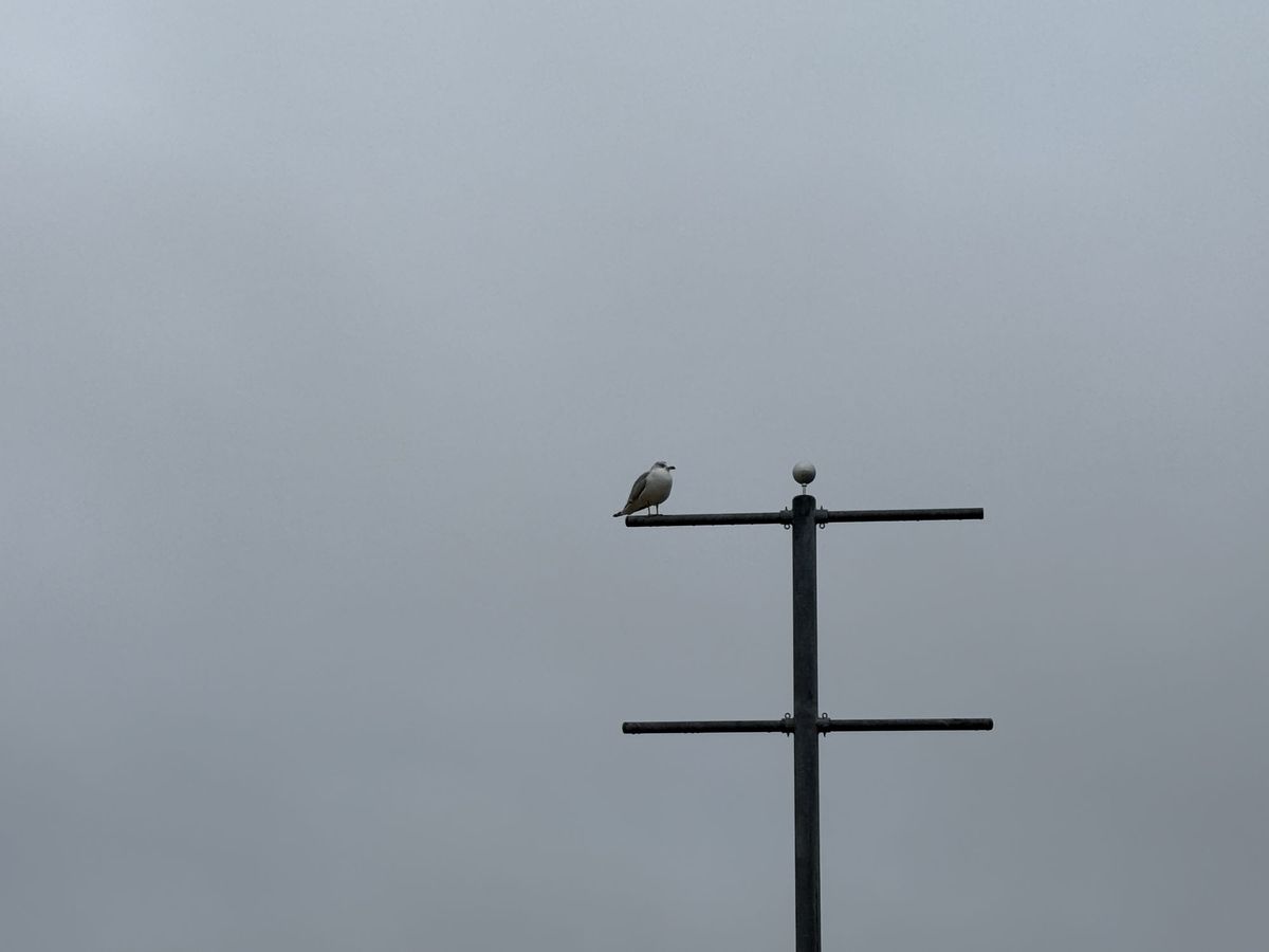 Apple iPhone 16 Pro Max zoom sample.