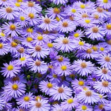 New England aster flowers in summer border