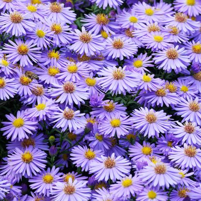 New England aster flowers in summer border