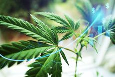 marijuana plant with money symbols and chart in background