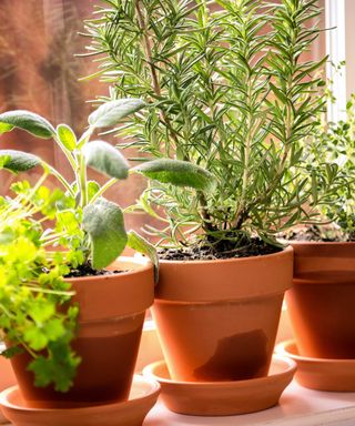 rosemary in pot on windowsill