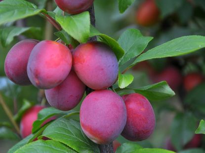 The 10 best bare root fruit trees to get into your backyard now | Livingetc