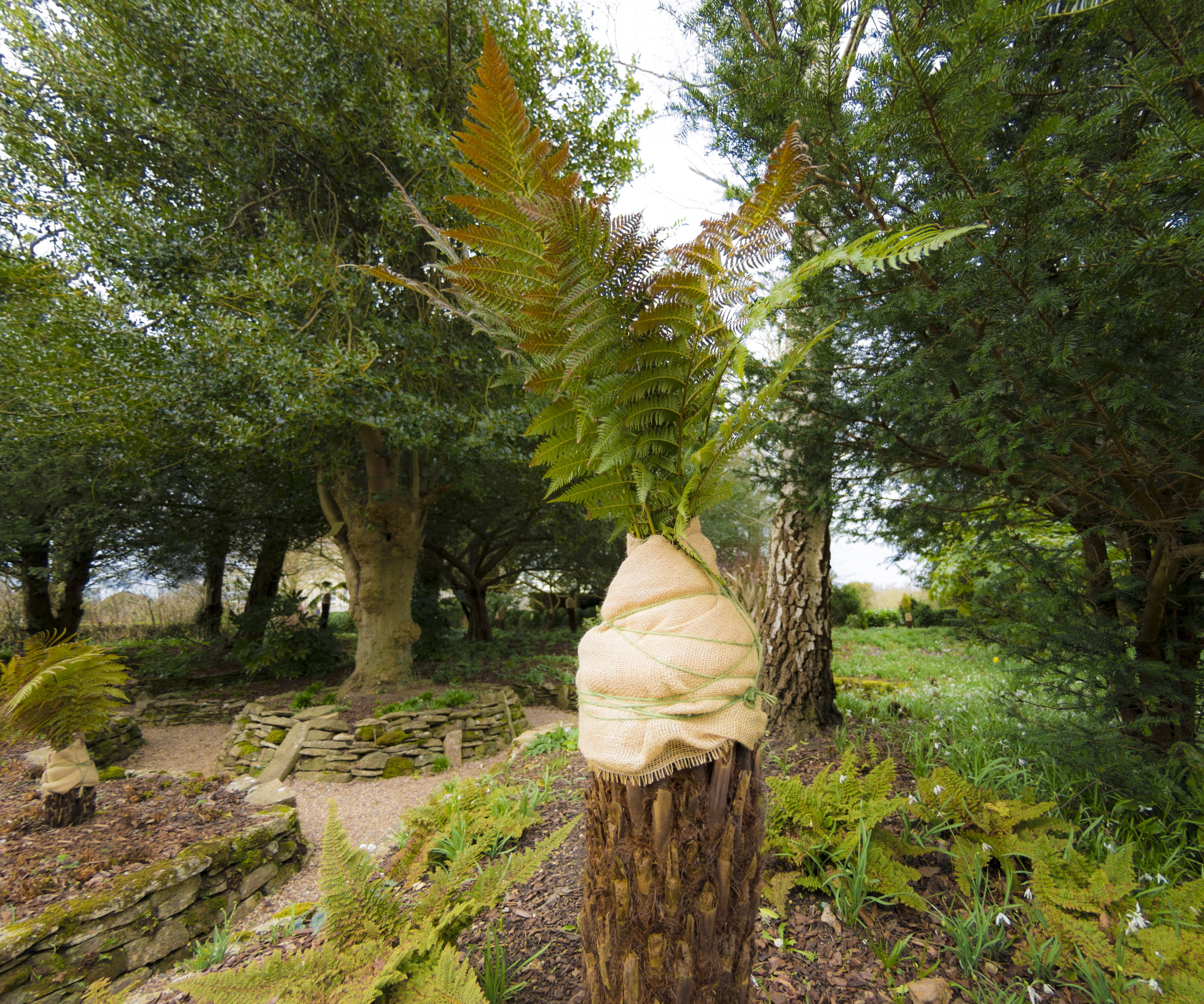 A tree fern wrapped in burlap to prepare for winter