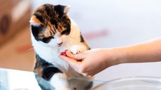 Cat taking treats from owners hand