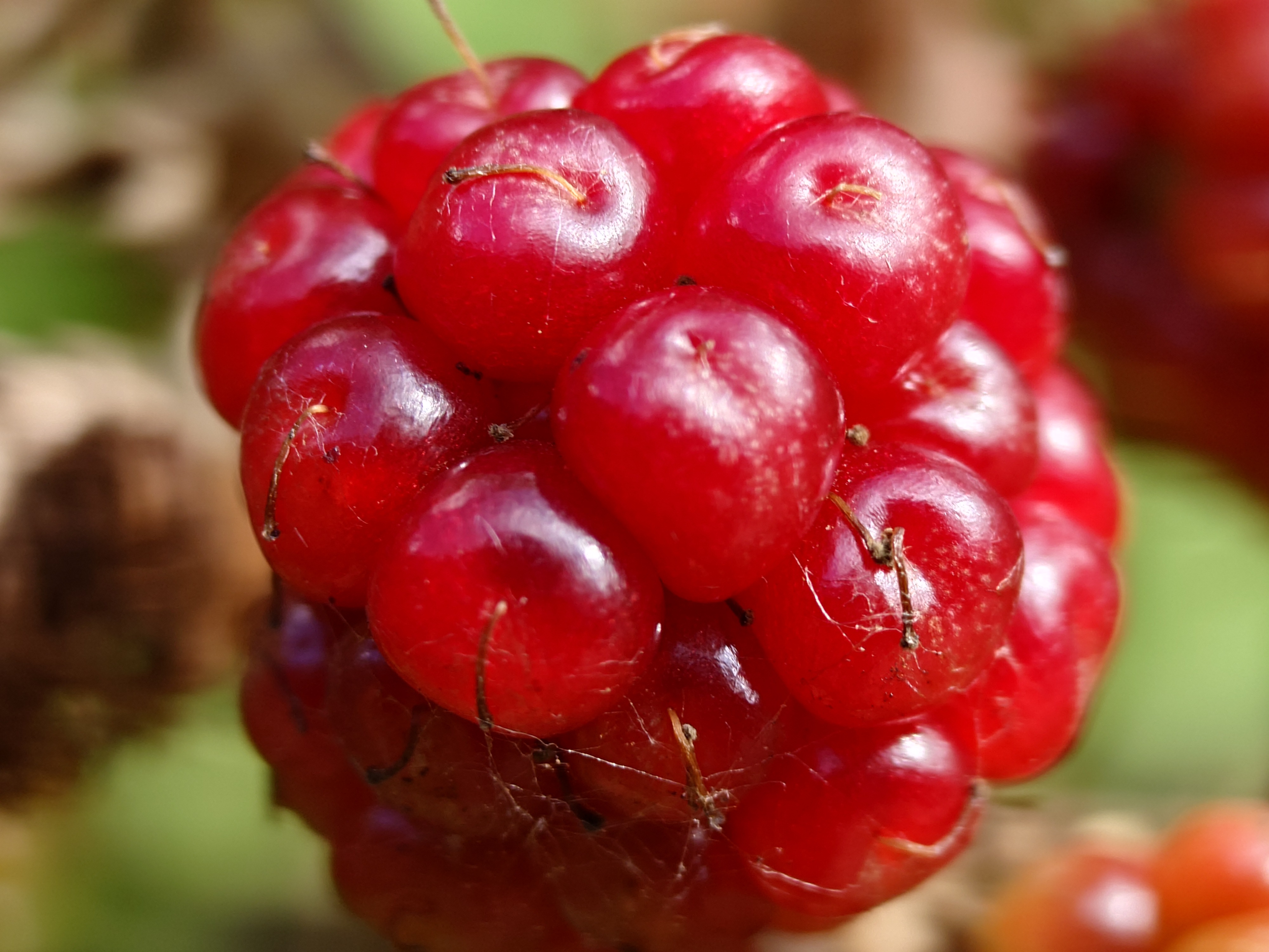 Sony Xperia 1 VII camera samples