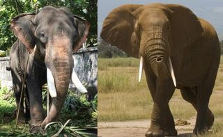african-asian-elephants-110729-02