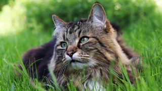 Norwegian forest cat