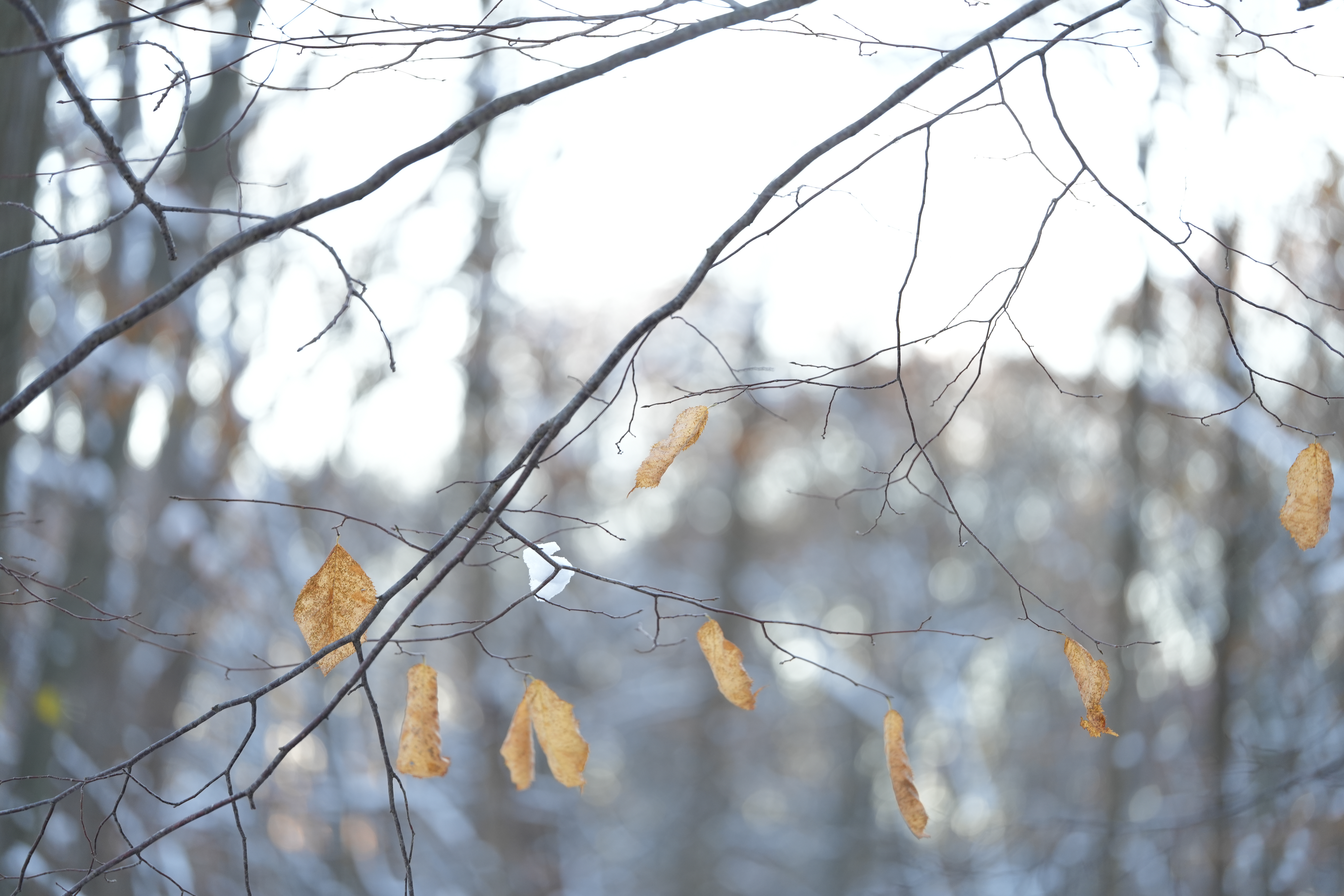 A snowy fall photograph taken with the Sony FE 100mm f/2.8 Macro GM OSS