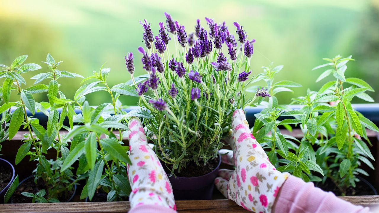 planting lavender outside in window box