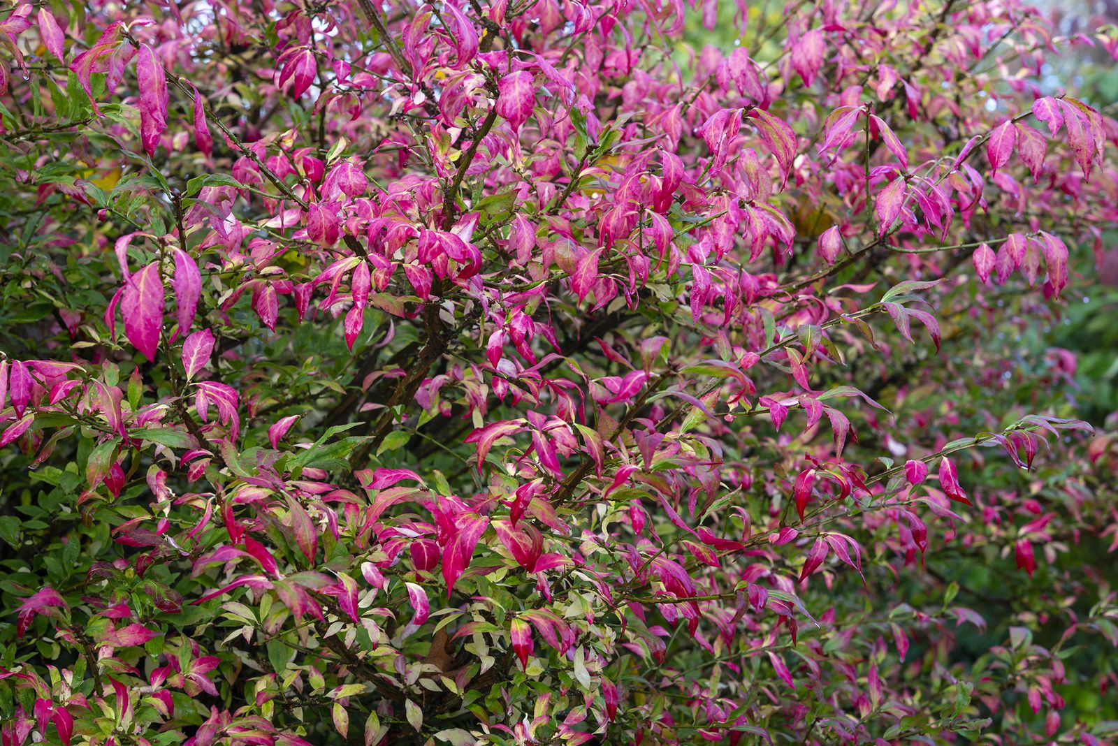 Best trees for small gardens 10 best trees for tiny yards Homes