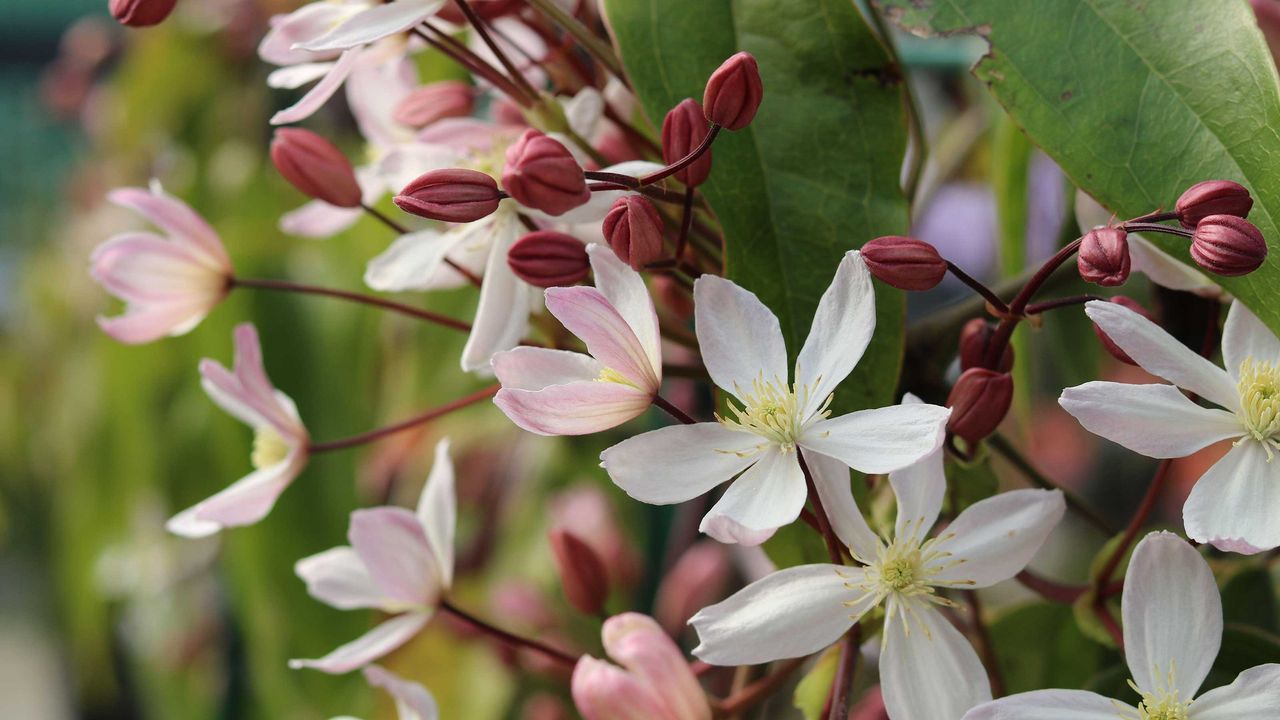 &#039;Apple Blossom&#039; clematis