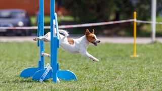 jack russell terrier jumping over a dog agility jump