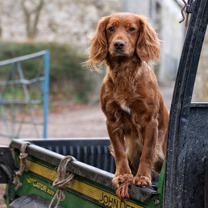 cocker spaniel dog