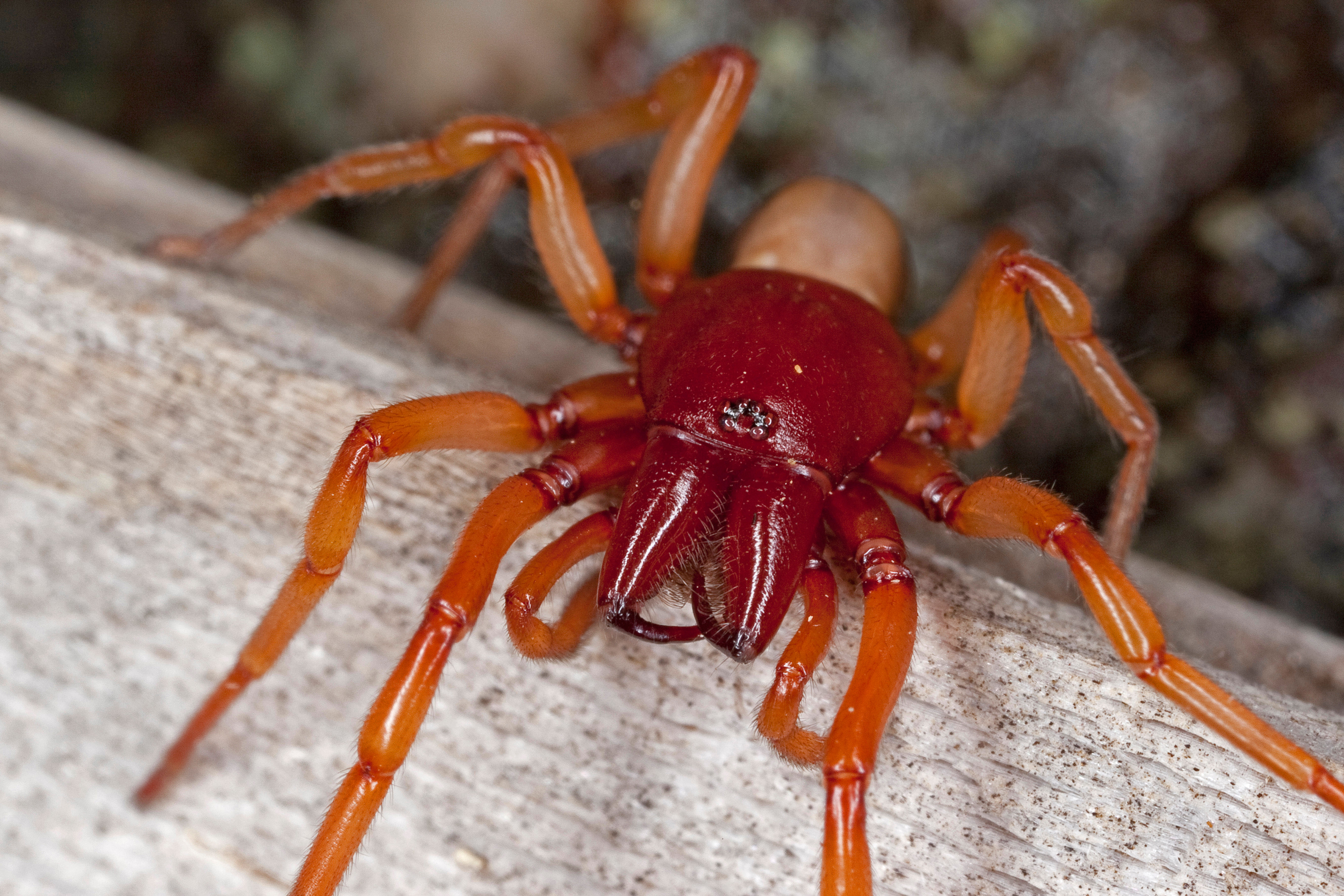 Aranha grande, vermelha/alaranjada brilhante.