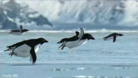 Flying penguins supposedly discovered on an island near Antarctica. Credit: BBC