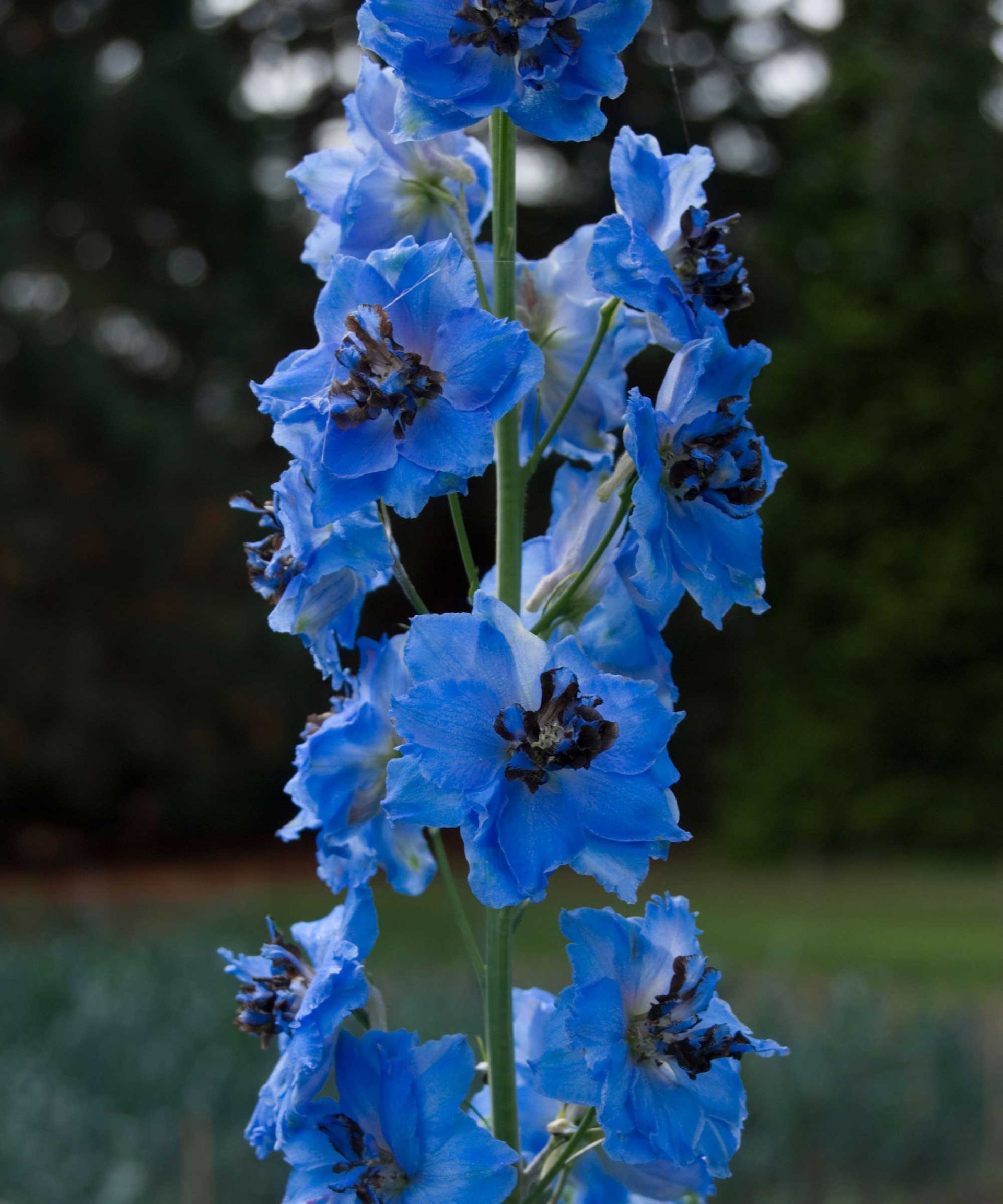 Types of delphiniums: 14 beautiful varieties for your garden | Gardeningetc