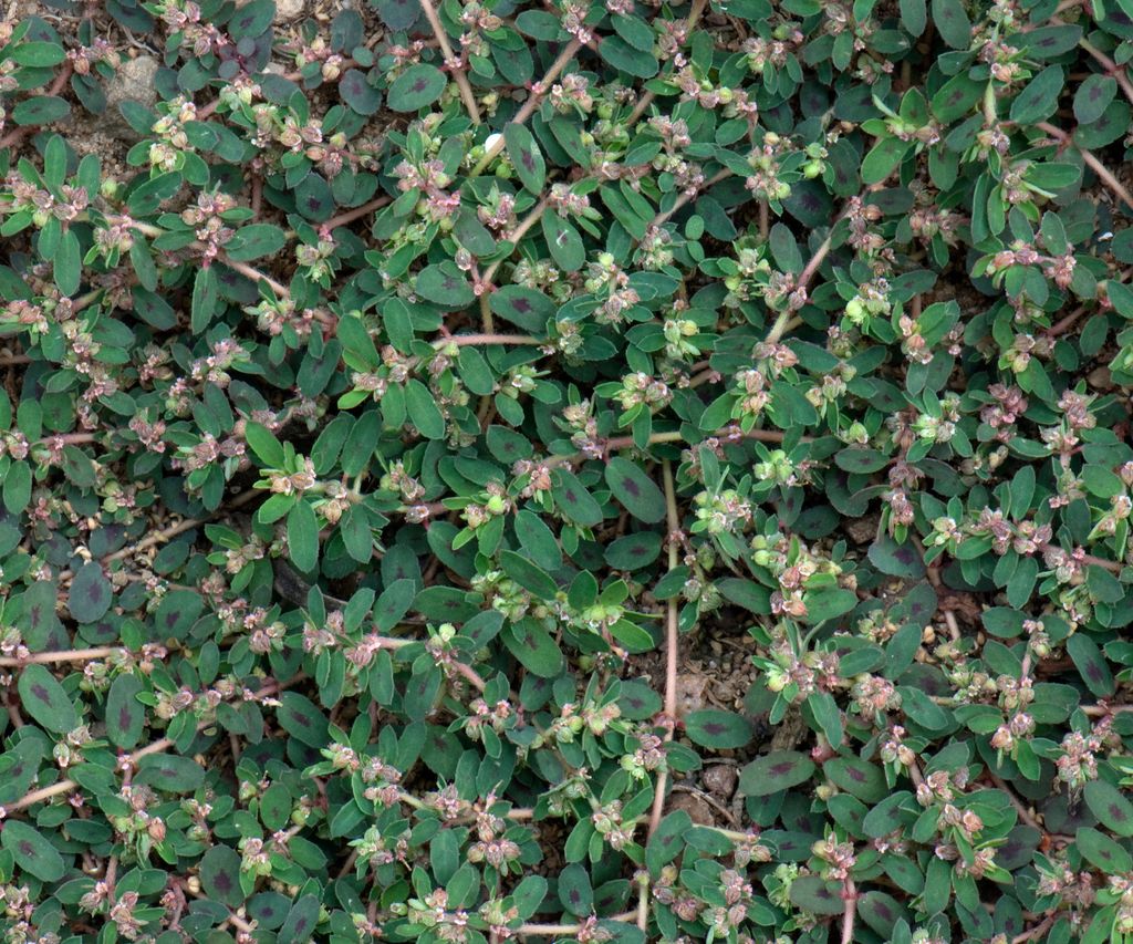 How to get rid of spurge on lawns - expert tips for removal | Homes ...