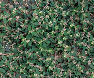 Flowering spotted surge plant