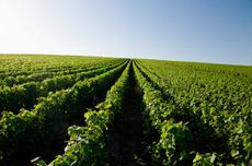 Biodynamics Champagne