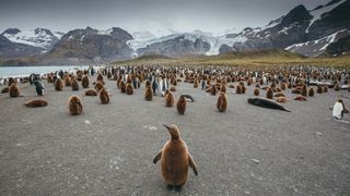 baby King Penguin stands proudly, Gold Harbour, South Georgia, there are many adult and baby king penguins in the photograph as well as seals.